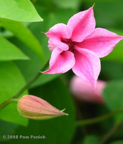 Plant This: Duchess of Albany clematis